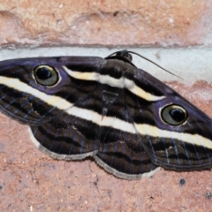 Donuca rubropicta (White Banded Noctuid Moth) at Wellington Point, QLD - 12 Feb 2024 by TimL