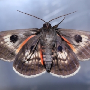 Donuca rubropicta at Wellington Point, QLD - suppressed