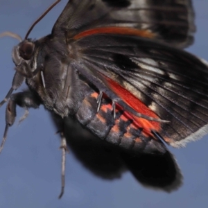Donuca rubropicta at Wellington Point, QLD - suppressed