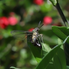 Unidentified Sawfly (Hymenoptera, Symphyta) at Brisbane City, QLD - 2 Feb 2024 by TimL