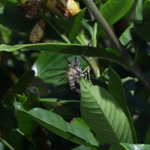 Sphingidae at Brisbane City Botanic Gardens - 2 Feb 2024 12:17 PM