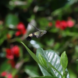 Sphingidae at Brisbane City Botanic Gardens - 2 Feb 2024 12:17 PM