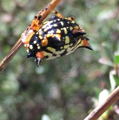 Austracantha minax (Christmas Spider, Jewel Spider) at Lower Borough, NSW - 9 Feb 2024 by mcleana