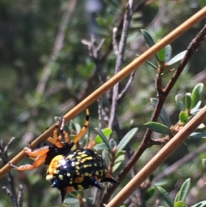 Austracantha minax at Lower Borough, NSW - 9 Feb 2024 11:12 AM