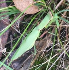 Orthodera ministralis at Lower Borough, NSW - 9 Feb 2024