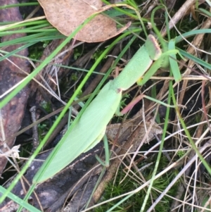 Orthodera ministralis at Lower Borough, NSW - 9 Feb 2024