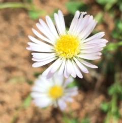 Calotis cuneifolia (Purple Burr-daisy) at Lower Borough, NSW - 11 Feb 2024 by mcleana