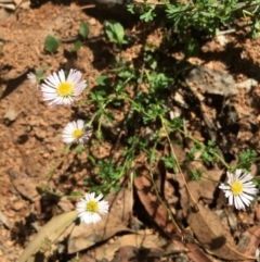 Calotis cuneifolia at Lower Borough, NSW - 11 Feb 2024