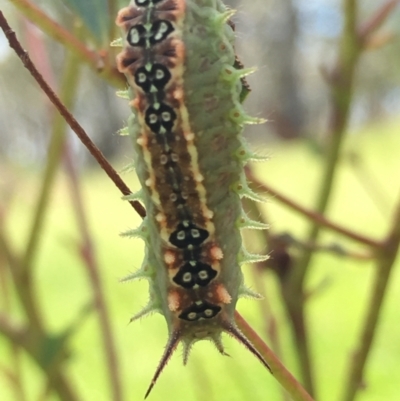 Doratifera quadriguttata (Four-spotted Cup Moth) at Borough, NSW - 11 Feb 2024 by mcleana