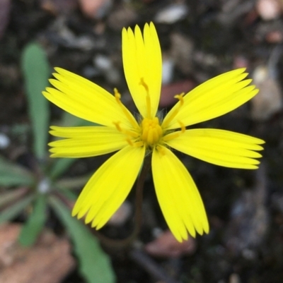 Picris angustifolia at Lower Borough, NSW - 11 Feb 2024 by mcleana