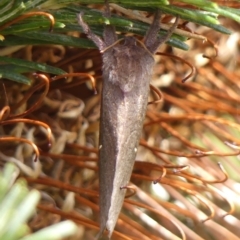 Elhamma australasiae (A Swift or Ghost moth (Hepialidae)) at Wingecarribee Local Government Area - 1 Feb 2024 by Curiosity