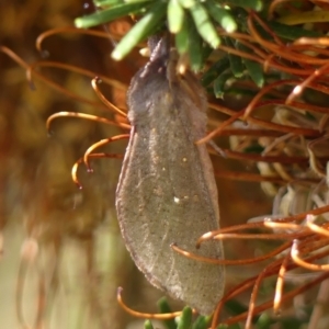 Elhamma australasiae at Wingecarribee Local Government Area - 1 Feb 2024