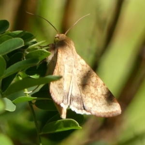 Helicoverpa armigera at Wingecarribee Local Government Area - 13 Feb 2024