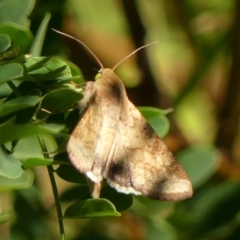 Helicoverpa armigera at Wingecarribee Local Government Area - 13 Feb 2024