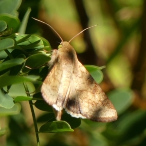 Helicoverpa armigera at Wingecarribee Local Government Area - 13 Feb 2024