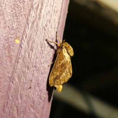 Elhamma australasiae (A Swift or Ghost moth (Hepialidae)) at QPRC LGA - 13 Feb 2024 by Csteele4