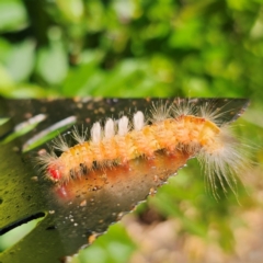 Orgyia anartoides (Painted Apple Moth) at QPRC LGA - 13 Feb 2024 by Csteele4