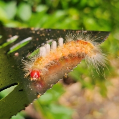 Orgyia anartoides at QPRC LGA - suppressed