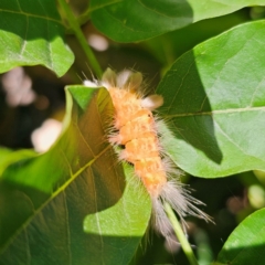 Orgyia anartoides at QPRC LGA - suppressed