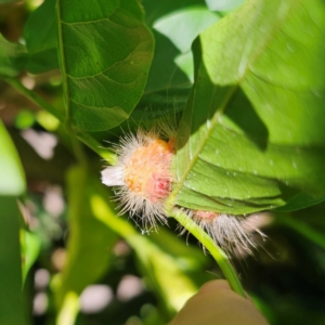 Orgyia anartoides at QPRC LGA - suppressed