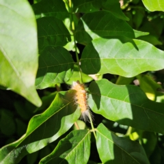 Orgyia anartoides at QPRC LGA - suppressed