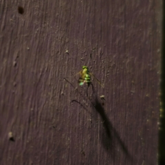 Dolichopodidae (family) (Unidentified Long-legged fly) at Captains Flat, NSW - 13 Feb 2024 by Csteele4