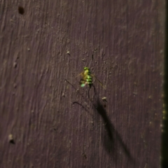Dolichopodidae (family) (Unidentified Long-legged fly) at QPRC LGA - 13 Feb 2024 by Csteele4
