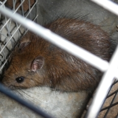Rattus fuscipes (Bush Rat) at Charleys Forest, NSW - 12 Feb 2024 by arjay