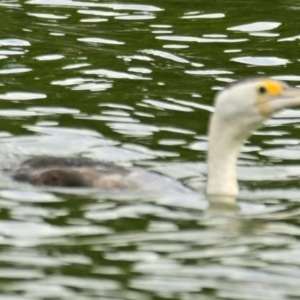 Phalacrocorax varius at Lake Ginninderra - 14 Feb 2024 10:24 AM