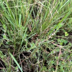 Lythrum hyssopifolia at Throsby, ACT - 14 Feb 2024