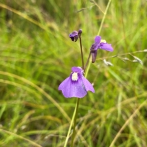 Utricularia dichotoma at Callum Brae - suppressed