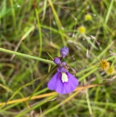 Utricularia dichotoma at Callum Brae - 14 Feb 2024