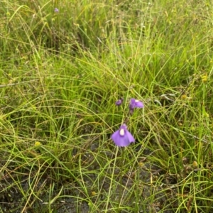 Utricularia dichotoma at Callum Brae - 14 Feb 2024