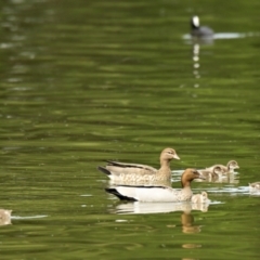 Chenonetta jubata (Australian Wood Duck) at Lake Ginninderra - 14 Feb 2024 by Thurstan