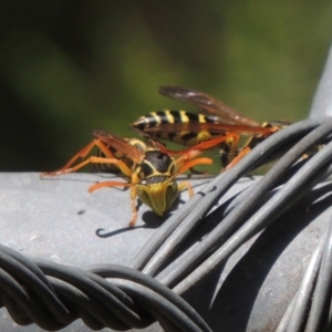 Polistes (Polistes) chinensis at Pollinator-friendly garden Conder - 4 Apr 2023 12:04 PM