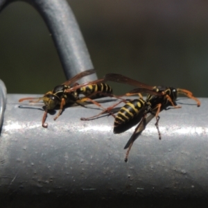 Polistes (Polistes) chinensis at Pollinator-friendly garden Conder - 4 Apr 2023 12:04 PM