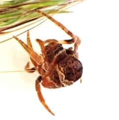 Acroaspis sp. (genus) at Cook, ACT - 12 Feb 2024