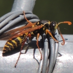 Polistes (Polistes) chinensis at Pollinator-friendly garden Conder - 4 Apr 2023 11:37 AM