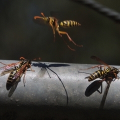 Polistes (Polistes) chinensis at Pollinator-friendly garden Conder - 4 Apr 2023 11:37 AM