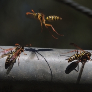 Polistes (Polistes) chinensis at Pollinator-friendly garden Conder - 4 Apr 2023 11:37 AM