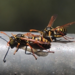 Polistes (Polistes) chinensis at Pollinator-friendly garden Conder - 4 Apr 2023