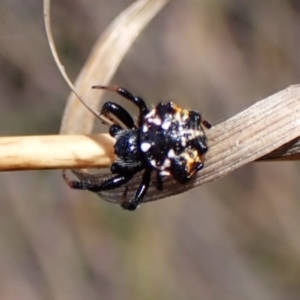 Austracantha minax at Black Mountain - 10 Feb 2024 10:14 AM