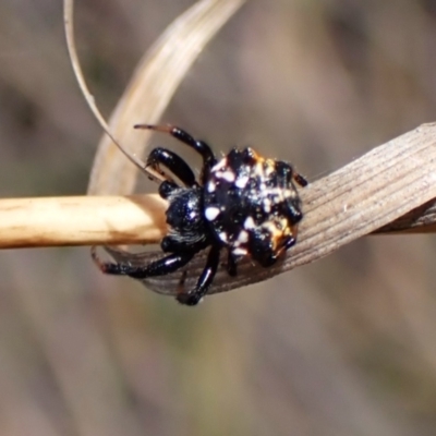 Austracantha minax (Christmas Spider, Jewel Spider) at Black Mountain - 9 Feb 2024 by CathB