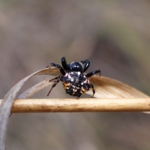 Austracantha minax at Black Mountain - 10 Feb 2024