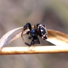 Austracantha minax at Black Mountain - 10 Feb 2024