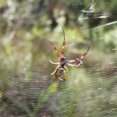 Trichonephila edulis (Golden orb weaver) at Black Mountain - 9 Feb 2024 by CathB