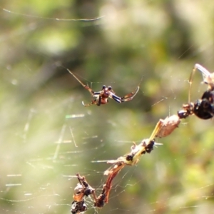 Trichonephila edulis at Black Mountain - 10 Feb 2024