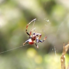 Trichonephila edulis at Black Mountain - 10 Feb 2024