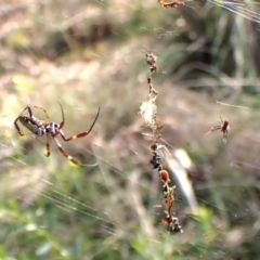 Trichonephila edulis at Black Mountain - 10 Feb 2024