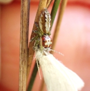 Opisthoncus abnormis at Black Mountain - 10 Feb 2024